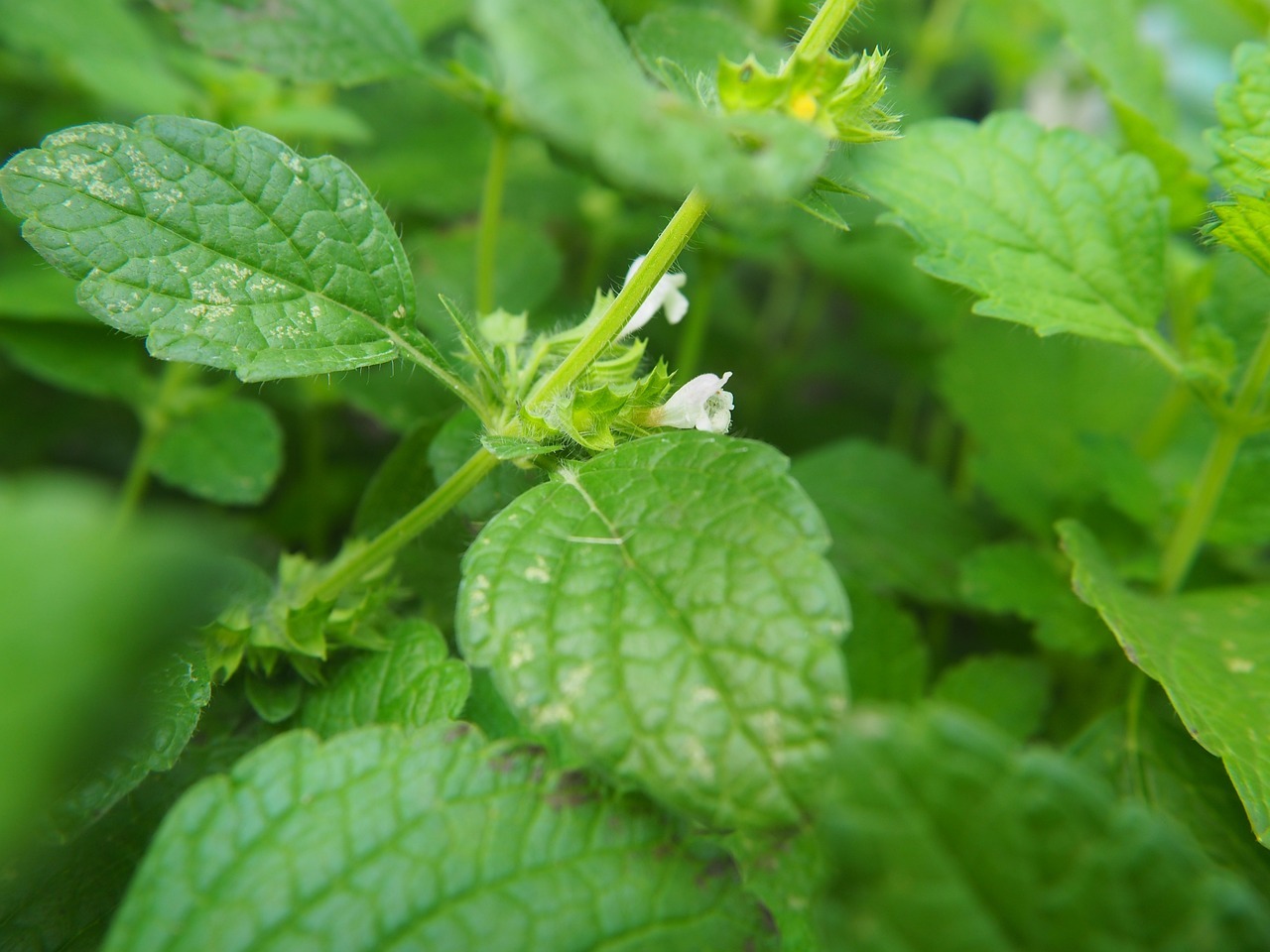 balm, lemon balm, green-2529292.jpg