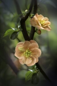 flowers, quince, beautiful flowers-8703948.jpg