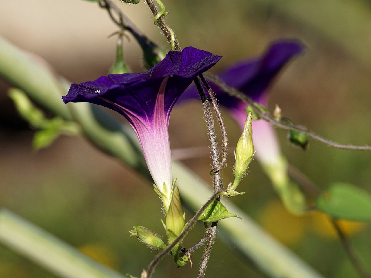 magnificent winds, violet, climber plant-3646275.jpg