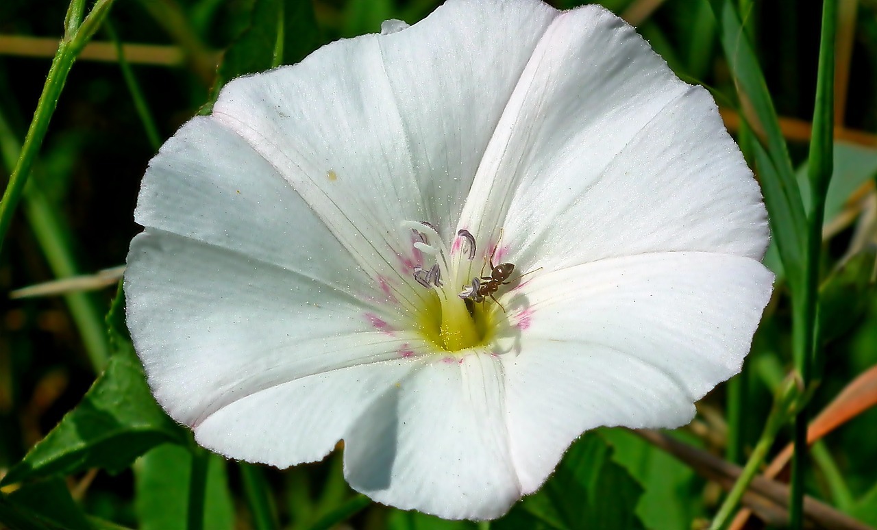 morning glory, flower, meadow-4822422.jpg