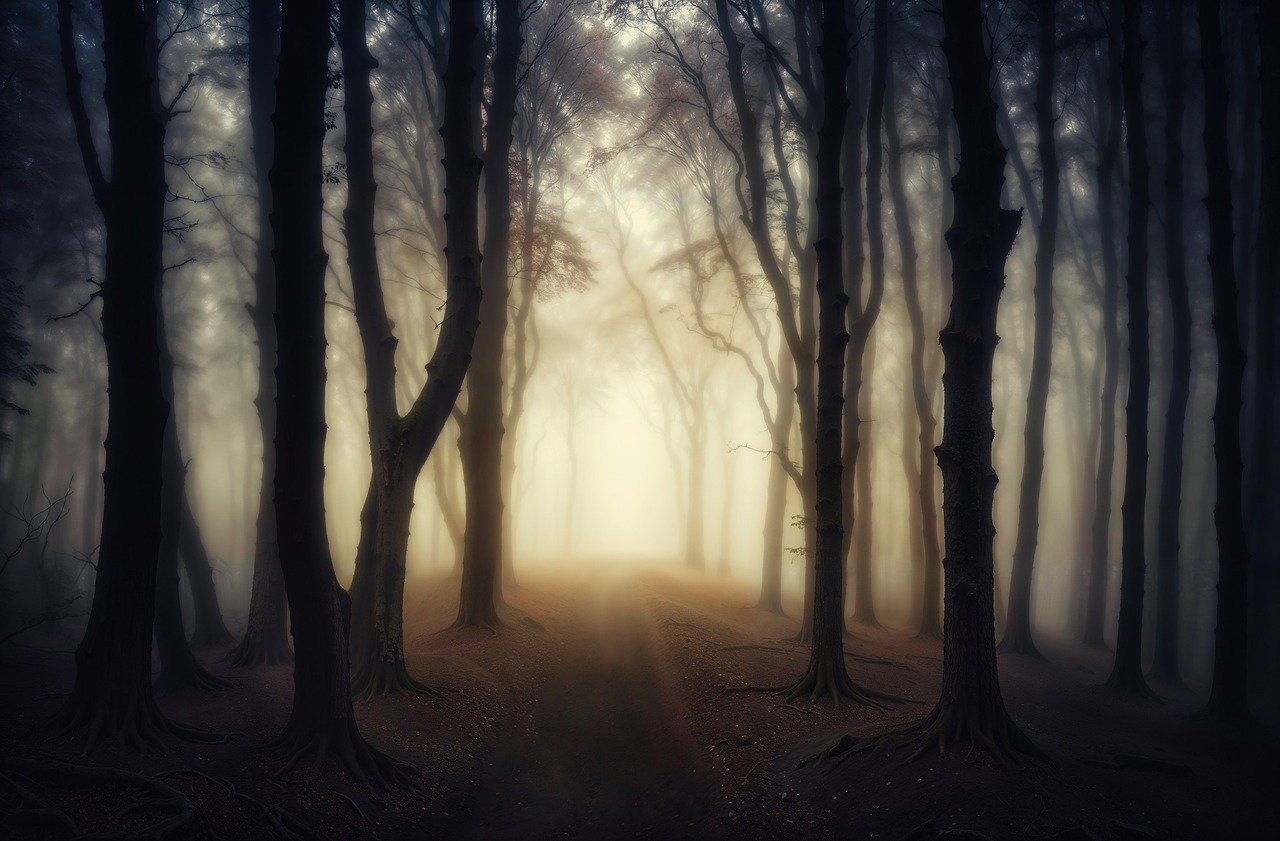 mystical, forest, fog-8707399.jpg