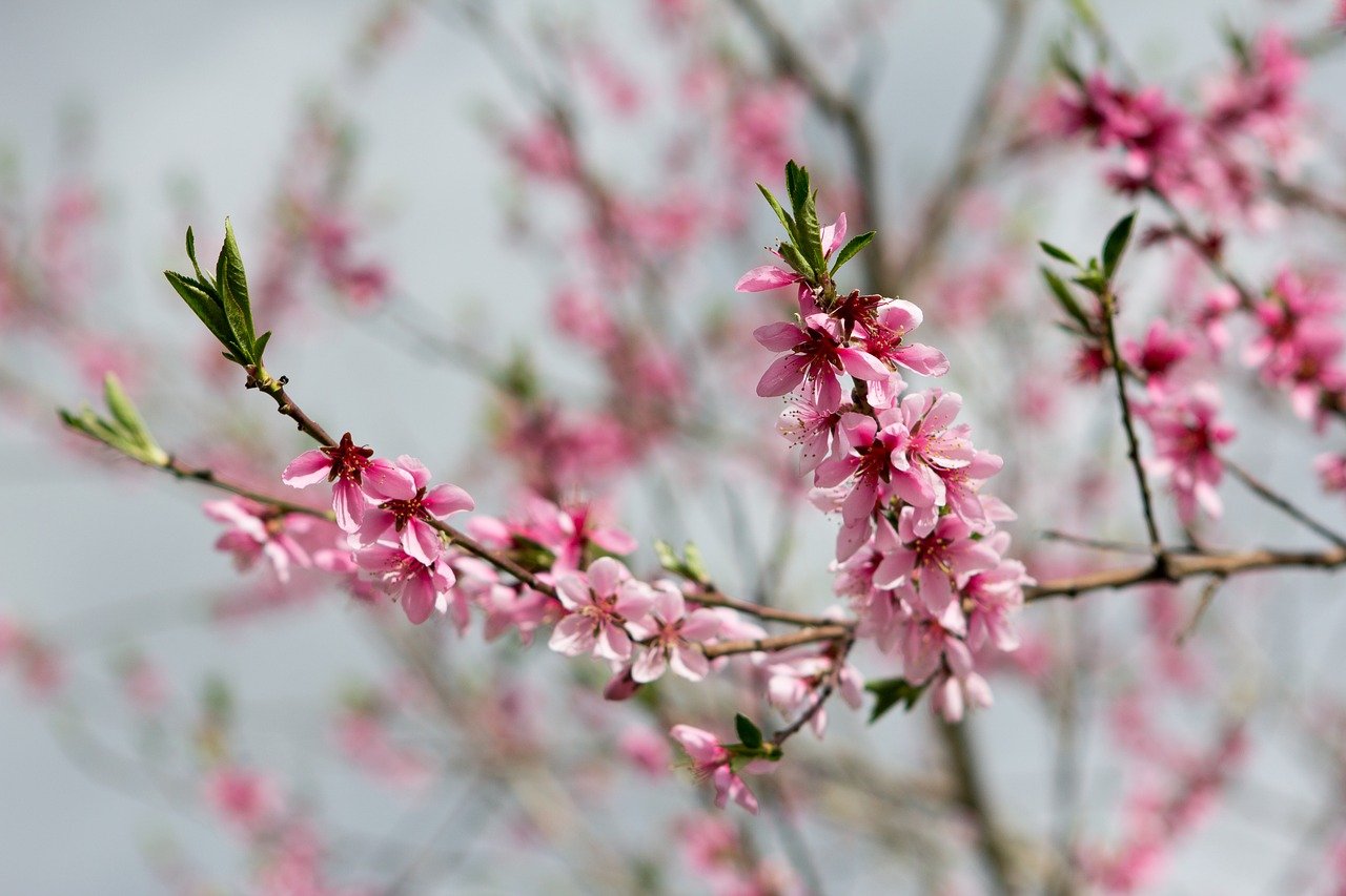 peach blossoms, pink, flowers-8709256.jpg