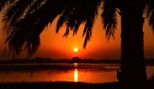 sunset, palm tree, laguna-2164985.jpg